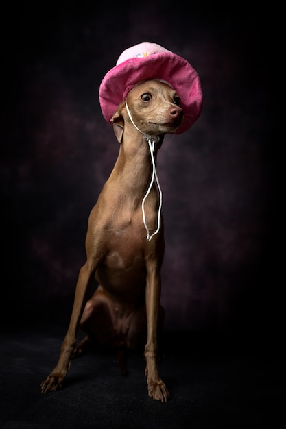 Ritratto di piccolo cane levriero italiano con cappello buon compleanno