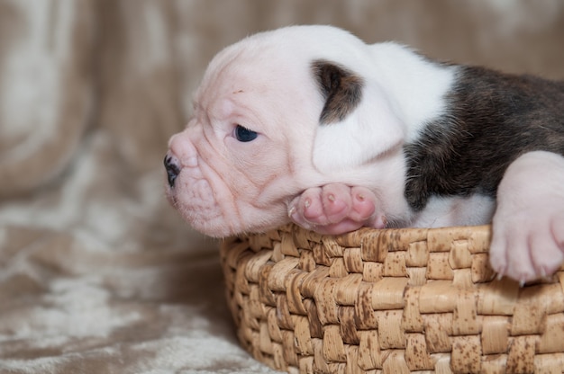 Ritratto di piccolo cucciolo di Bulldog americano