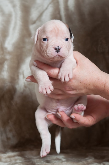 Ritratto di piccolo cucciolo di Bulldog americano