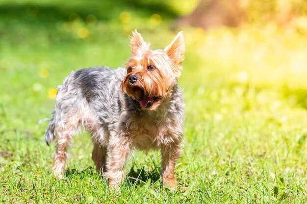 Ritratto di piccolo cucciolo nel campo