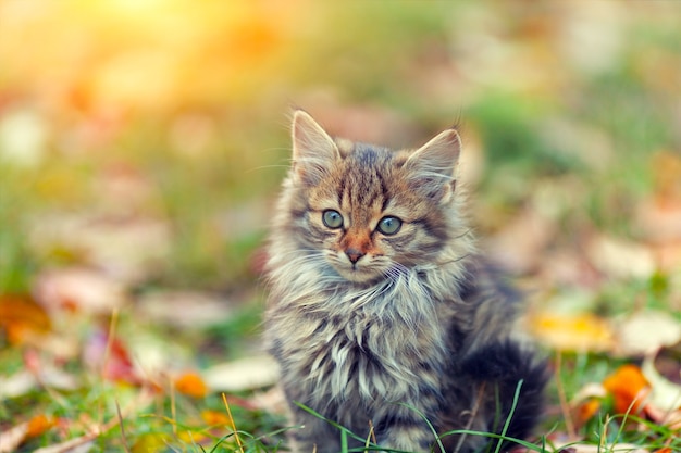 Ritratto di piccolo gattino sull'erba con foglie cadute in autunno