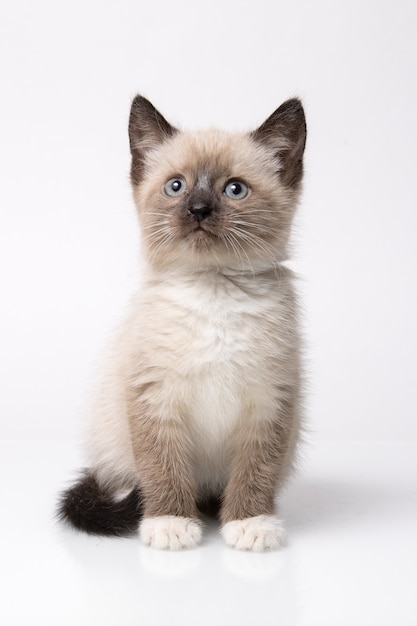 Ritratto di piccolo gatto siamese con le racchette da neve su sfondo bianco