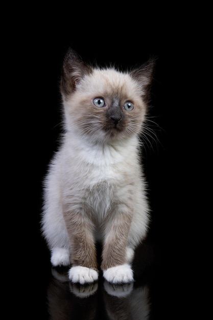 Ritratto di piccolo gatto siamese con racchette da neve su sfondo nero