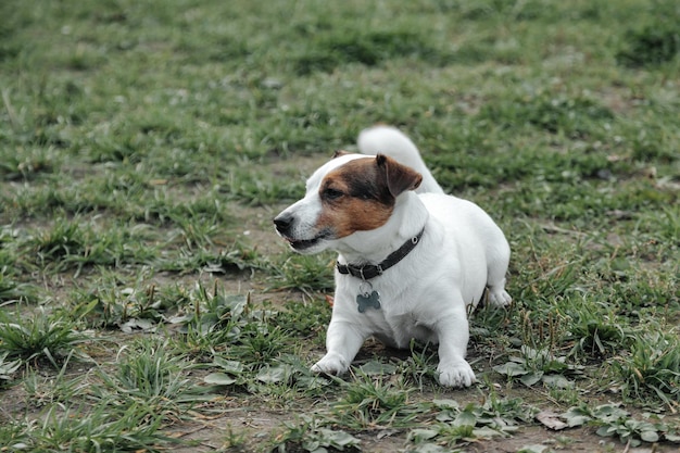 Ritratto di piccolo Jack Russell terrier su erba verde nel parco naturale. Piccolo cane divertente bianco del terrier di Jack Russell che gioca sulla passeggiata in natura, all'aperto. Concetto di amore per gli animali domestici. Copia spazio per il sito