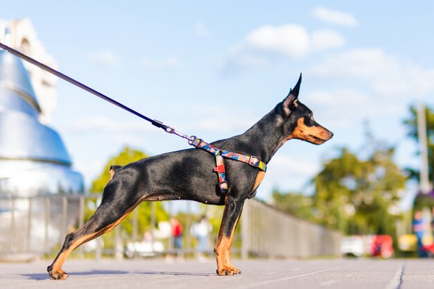 Ritratto di Pinscher miniatura nero focato, primo piano, bella giornata estiva. Cane carino