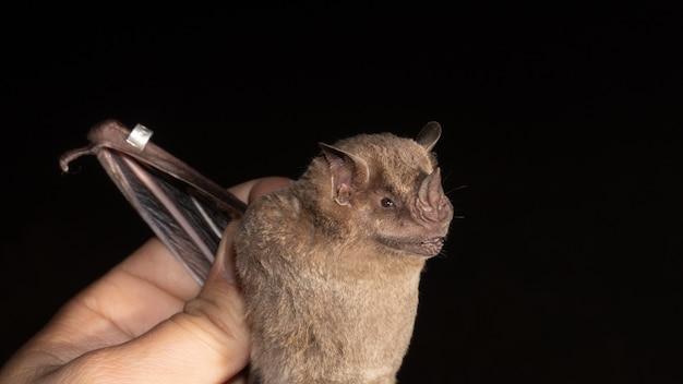 Ritratto di pipistrello brasiliano, pipistrello mangiatore di frutta con frange è una specie del Sud America