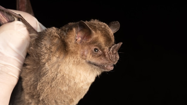 Ritratto di pipistrello brasiliano, pipistrello mangiatore di frutta con frange è una specie del Sud America