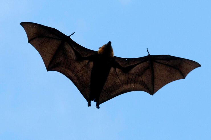 Foto ritratto di pipistrello volpe volante durante il volo