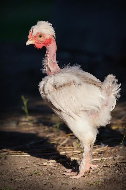 Ritratto di pollo bianco collo nudo in uno sfondo scuro