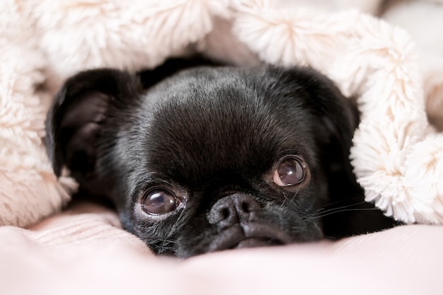 Ritratto di posa in un letto cucciolo di cane nero petit brabanson griffon viso carino con grandi occhi a sfondo coperta rosa chiaro Close up