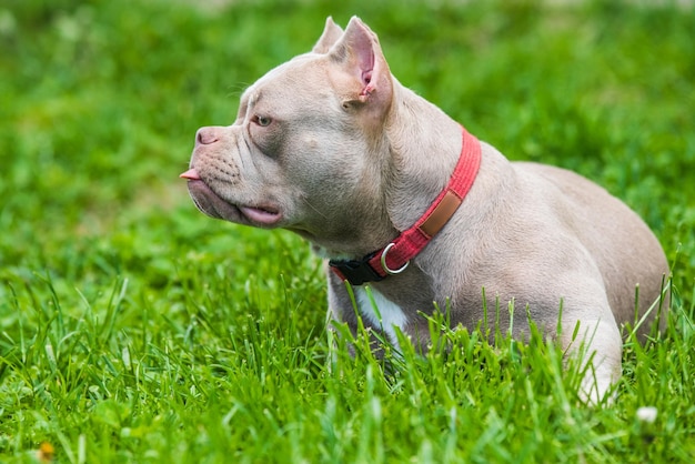 Ritratto di profilo del cane bullo americano di colore lilla su erba verde