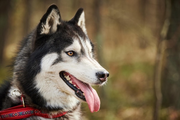 Ritratto di profilo di cane Siberian Husky con mantello bianco grigio nero colore carino razza di cane da slitta