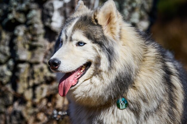 Ritratto di profilo di cane Siberian Husky con mantello bianco grigio nero colore carino razza di cane da slitta