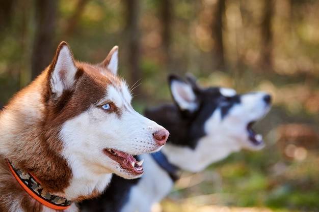 Ritratto di profilo di due cani Siberian Husky con occhi azzurri e mantello nero bianco marrone simpatici cani di razza