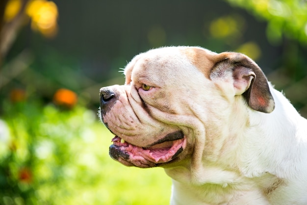 Ritratto di profilo di un Bulldog americano bianco dall'aspetto forte all'aperto