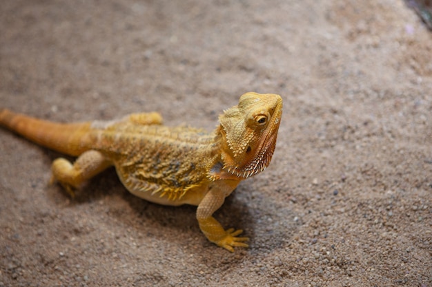 Ritratto di profilo di un drago barbuto in un terrario scuro.