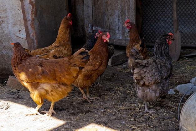 Ritratto di profilo di un pollo. polli in un pollaio.