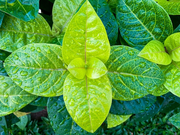 Ritratto di pseuderanthemum carruthersii con foglie bagnate dalla pioggia