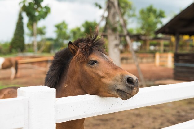 Ritratto di puledro pony in fattoria