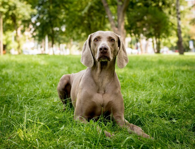 Ritratto di razza di cane carino weimaraner al parco.