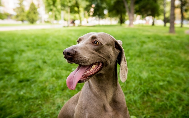 Ritratto di razza di cane carino weimaraner al parco.