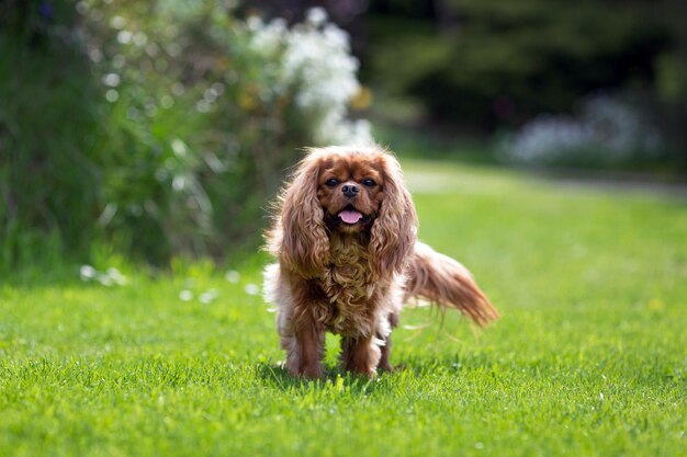 Ritratto di re charles cavalier spaniel rubino