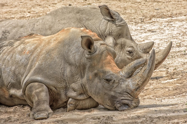 Ritratto di rinoceronte bianco africano mentre si rilassa