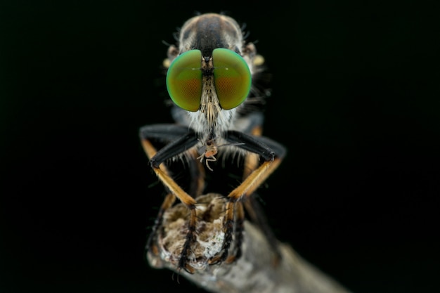 Ritratto di Robberfly sui grandi occhi