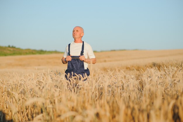 Ritratto di senior agricoltore agronomo nel campo di grano