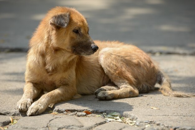 Ritratto di senzatetto cane randagio sdraiato sulle strade all'aperto