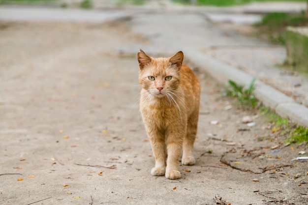 Ritratto di sguardo di gatto intestato rosso