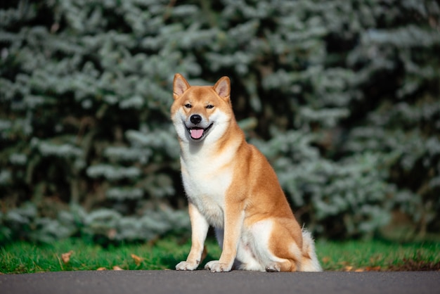 Ritratto di Shiba Inu in autunno nel Parco.