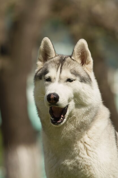 Ritratto di Siberian Husky