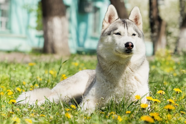 Ritratto di Siberian Husky