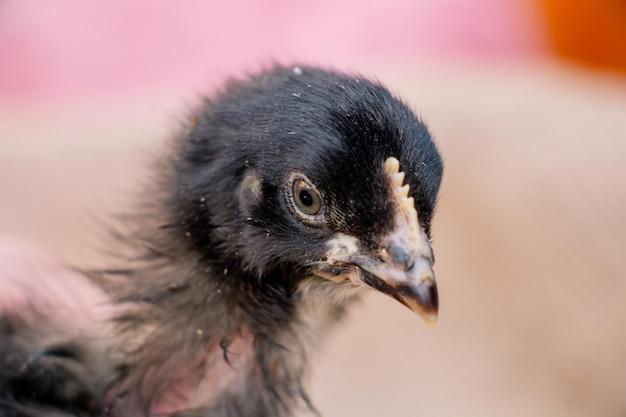 Ritratto di simpatico animale da fattoria di pollo nero e grigio