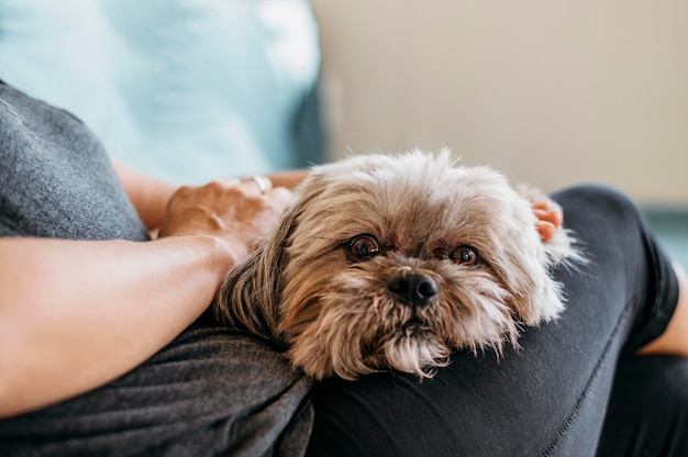 Ritratto di simpatico cagnolino essere accarezzato