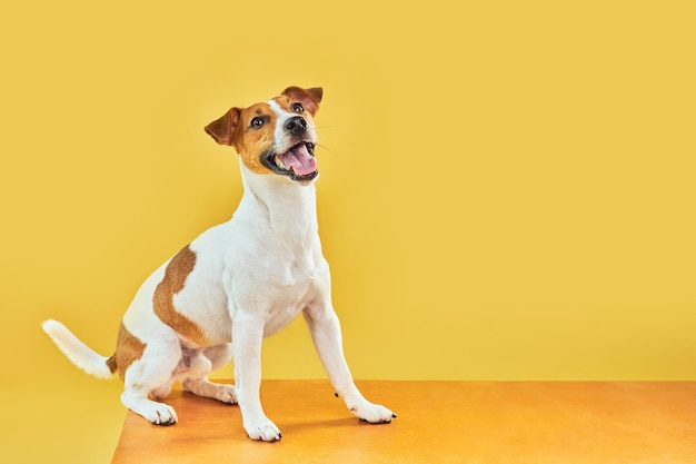 Ritratto di simpatico cane divertente jack russell terrier Cane felice seduto su sfondo giallo brillante alla moda Spazio libero per il testo