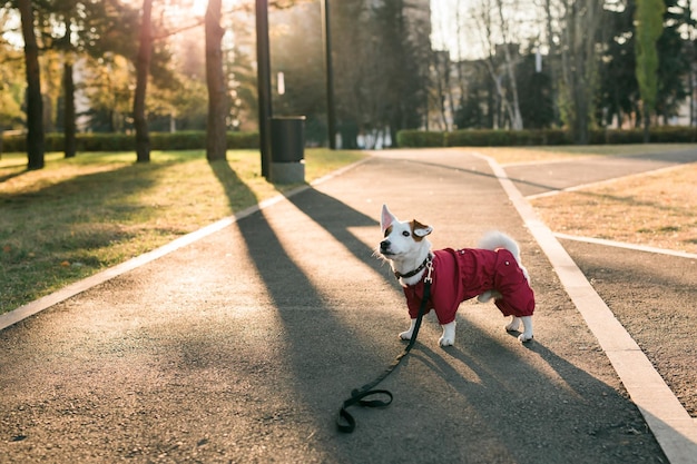 Ritratto di simpatico cane jack russell in tuta che cammina nello spazio della copia del parco autunnale e posto vuoto per il testo