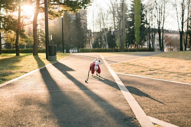 Ritratto di simpatico cane jack russell in tuta che cammina nello spazio della copia del parco autunnale e posto vuoto per il testo