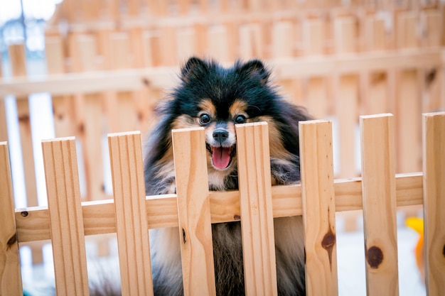 Ritratto di simpatico cane Pomerania presso il salone di toelettatura