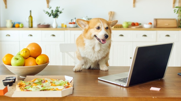 Ritratto di simpatico cane seduto al tavolo sul tavolo sono pizza di frutta fresca e laptop divertente busine...