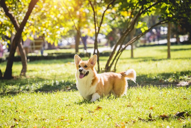 Ritratto di simpatico cane welsh corgi al parco