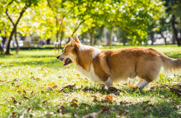 Ritratto di simpatico cane welsh corgi al parco