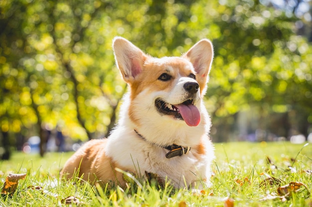 Ritratto di simpatico cane welsh corgi al parco