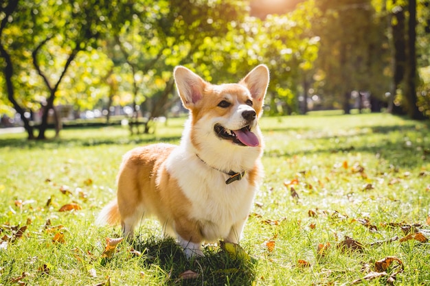 Ritratto di simpatico cane welsh corgi al parco