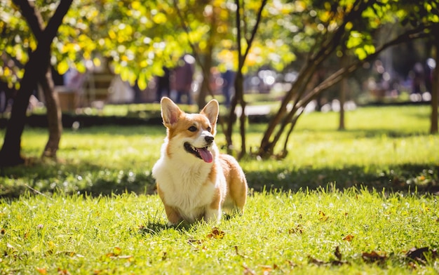 Ritratto di simpatico cane welsh corgi al parco