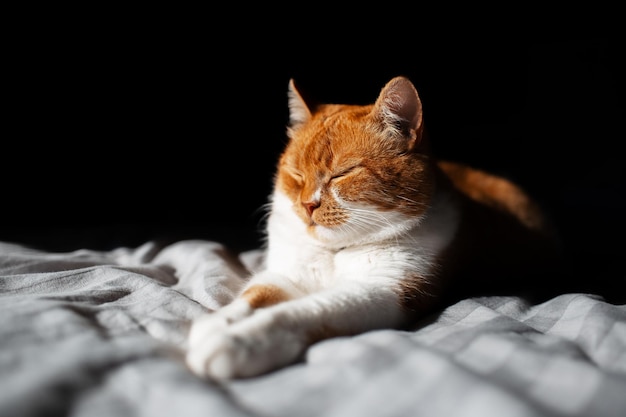 Ritratto di simpatico gatto redwhite sdraiato sul letto con gli occhi chiusi su sfondo nero Illuminazione dal sole