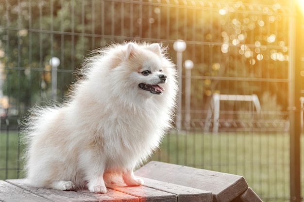 Ritratto di soffice cucciolo di piccolo Pomerania tedesco sul parco giochi per cani. Bianco divertente piccolo cane Spitz tedesco che gioca a piedi nella natura, all'aperto. Concetto di amore per gli animali domestici. Copia spazio per il sito