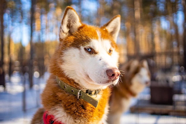 Ritratto di splendido cane husky siberiano carino e felice in piedi nella fattoria dei cani vicino a kemerovo siberia ru