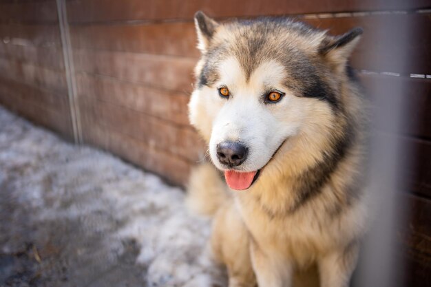 Ritratto di splendido cane Siberian Husky carino e felice in piedi nella fattoria dei cani vicino a Kemerovo Siberia Russia Foto di alta qualità